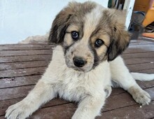 CRONOS, Hund, Mischlingshund in Griechenland - Bild 1