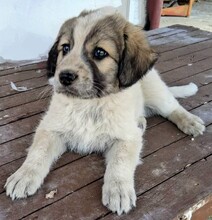 CRONOS, Hund, Mischlingshund in Griechenland - Bild 2