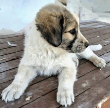 CRONOS, Hund, Mischlingshund in Griechenland - Bild 3