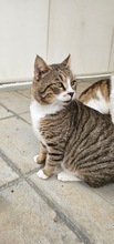 HARDY, Katze, Europäisch Kurzhaar in Zypern - Bild 2