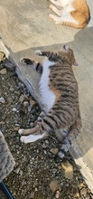 HARDY, Katze, Europäisch Kurzhaar in Zypern - Bild 3
