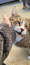 HARDY, Katze, Europäisch Kurzhaar in Zypern - Bild 4