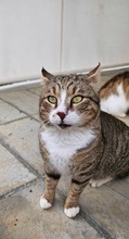HARDY, Katze, Europäisch Kurzhaar in Zypern - Bild 5