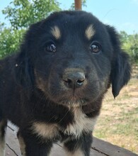 KALISTO, Hund, Mischlingshund in Griechenland - Bild 1