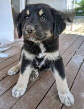 KALISTO, Hund, Mischlingshund in Griechenland - Bild 2