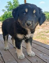 KALISTO, Hund, Mischlingshund in Griechenland - Bild 3