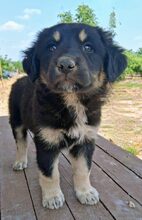 KALISTO, Hund, Mischlingshund in Griechenland - Bild 4