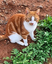 ALMAZ, Katze, Europäisch Kurzhaar in Zypern - Bild 1