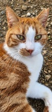 ALMAZ, Katze, Europäisch Kurzhaar in Zypern - Bild 2