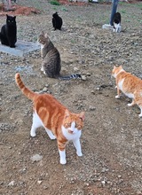ALMAZ, Katze, Europäisch Kurzhaar in Zypern - Bild 3