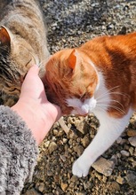 ALMAZ, Katze, Europäisch Kurzhaar in Zypern - Bild 4