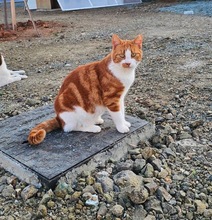 ALMAZ, Katze, Europäisch Kurzhaar in Zypern - Bild 5