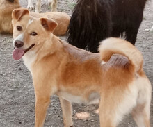 HEDI, Hund, Mischlingshund in Griechenland - Bild 1