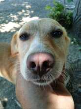 HEDI, Hund, Mischlingshund in Griechenland - Bild 2
