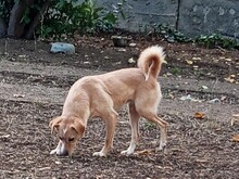 HEDI, Hund, Mischlingshund in Griechenland - Bild 3