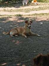 HEDI, Hund, Mischlingshund in Griechenland - Bild 4