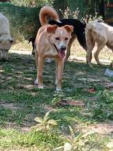 HEDI, Hund, Mischlingshund in Griechenland - Bild 5