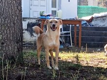 HEDI, Hund, Mischlingshund in Griechenland - Bild 6