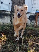 HEDI, Hund, Mischlingshund in Griechenland - Bild 7