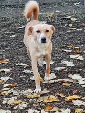 HEDI, Hund, Mischlingshund in Griechenland - Bild 8