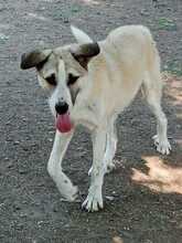 JOJO, Hund, Mischlingshund in Griechenland - Bild 2