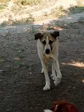 JOJO, Hund, Mischlingshund in Griechenland - Bild 3