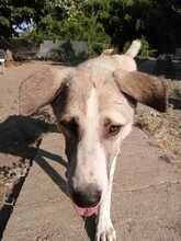 JOJO, Hund, Mischlingshund in Griechenland - Bild 4
