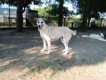 JOJO, Hund, Mischlingshund in Griechenland - Bild 5