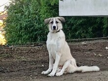 JOJO, Hund, Mischlingshund in Griechenland - Bild 6