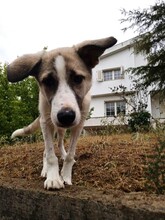 JOJO, Hund, Mischlingshund in Griechenland - Bild 7