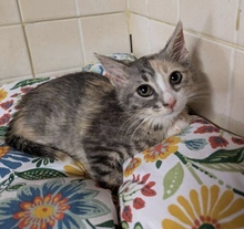 CHLOE, Katze, Europäisch Kurzhaar in Zypern - Bild 1