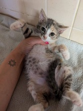 CHLOE, Katze, Europäisch Kurzhaar in Zypern - Bild 2