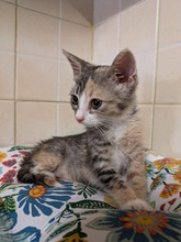 CHLOE, Katze, Europäisch Kurzhaar in Zypern - Bild 3