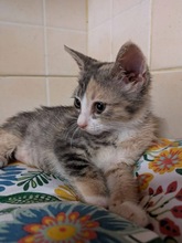 CHLOE, Katze, Europäisch Kurzhaar in Zypern - Bild 4