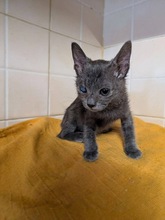 FLIPPER, Katze, Europäisch Kurzhaar in Zypern - Bild 1