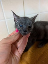FLIPPER, Katze, Europäisch Kurzhaar in Zypern - Bild 3