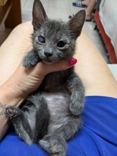 FLIPPER, Katze, Europäisch Kurzhaar in Zypern - Bild 4