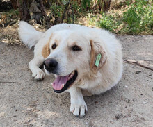 JOHNSON, Hund, Mischlingshund in Griechenland - Bild 1