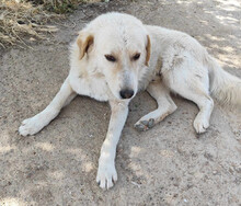 JOHNSON, Hund, Mischlingshund in Griechenland - Bild 2