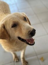 JOHNSON, Hund, Mischlingshund in Griechenland - Bild 4