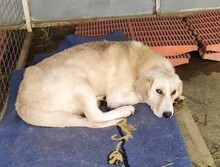 JOHNSON, Hund, Mischlingshund in Griechenland - Bild 5