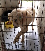 JOHNSON, Hund, Mischlingshund in Griechenland - Bild 6