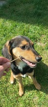 FLAG, Hund, Mischlingshund in Ungarn - Bild 1