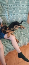FLAG, Hund, Mischlingshund in Ungarn - Bild 2
