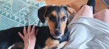 FLAG, Hund, Mischlingshund in Ungarn - Bild 3