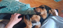 FLAG, Hund, Mischlingshund in Ungarn - Bild 4
