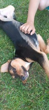 FLAG, Hund, Mischlingshund in Ungarn - Bild 5