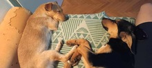 FLAG, Hund, Mischlingshund in Ungarn - Bild 6