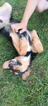 FLAG, Hund, Mischlingshund in Ungarn - Bild 7