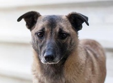 BELLA, Hund, Mischling in Bochum - Bild 1